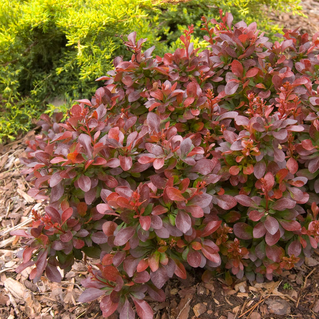 First Editions® Cabernet® Barberry