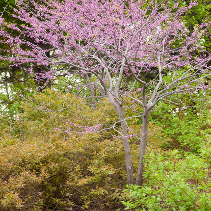 MN Strain Redbud