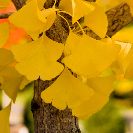 Autumn Gold Ginko