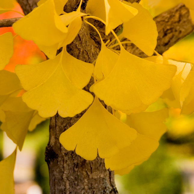 Autumn Gold Ginko