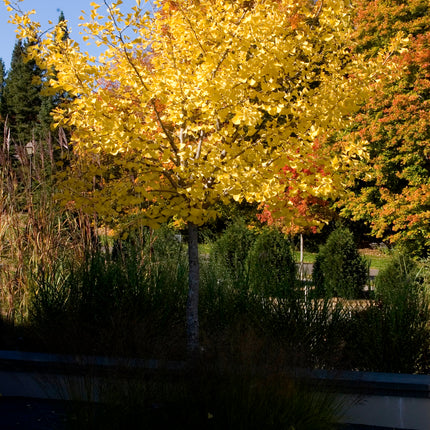 Autumn Gold Ginko