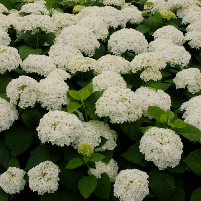 Annabelle Smooth Hydrangea