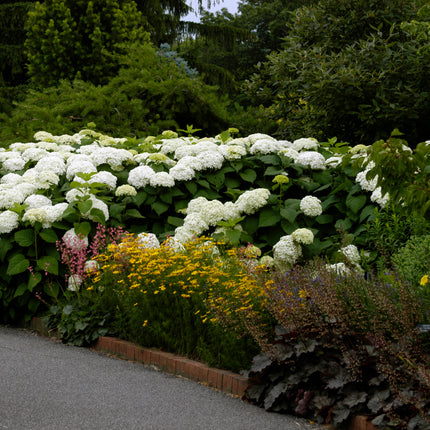 Annabelle Smooth Hydrangea