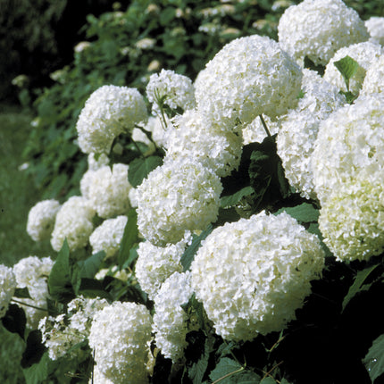 Annabelle Smooth Hydrangea