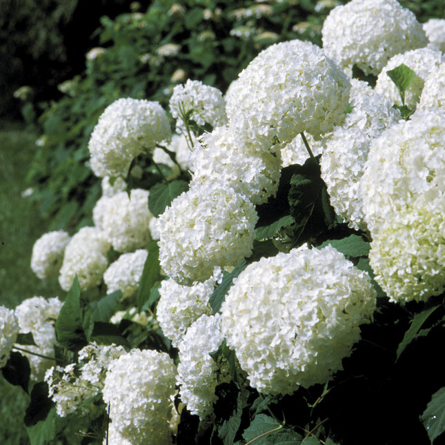 Annabelle Smooth Hydrangea